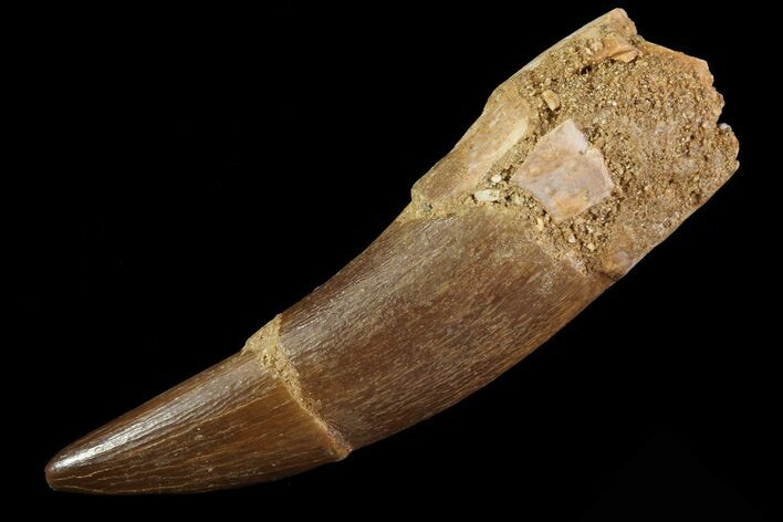 Bargain, Fossil Plesiosaur (Zarafasaura) Tooth - Morocco #81582